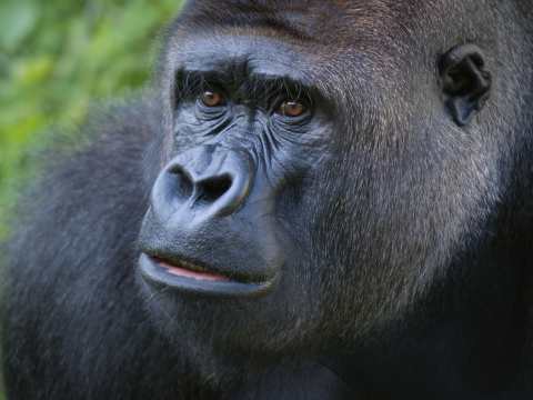 Silverback gorilla