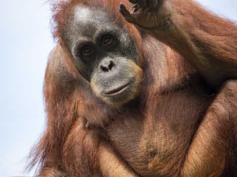 Dana the orang