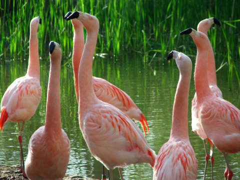 Chilean Flamingoes
