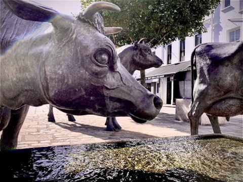 Cows at West Centre