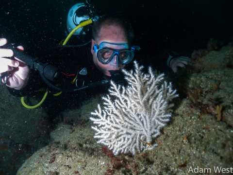 Diver looking at a seafan