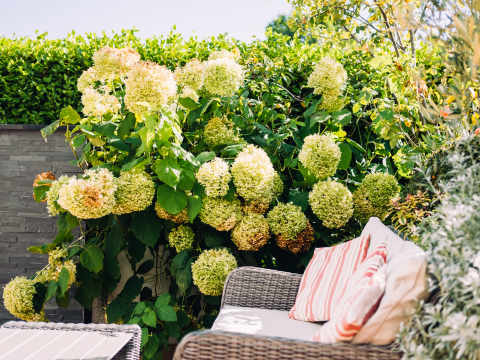 Bohemia Roof Top Terrace