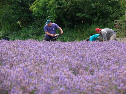 Lavender cropping