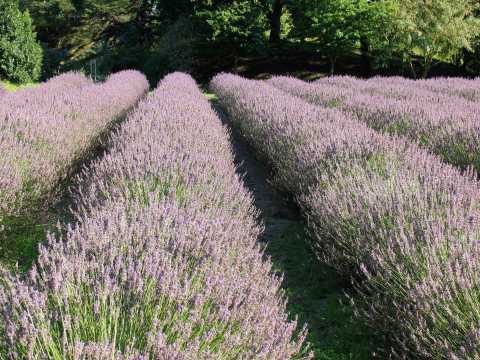 Lavender fields