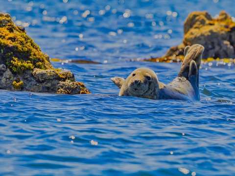 Seal Pup Ecrehous - Island RIB Voyages Ecrehous Wildlife RIB Boat Trip
