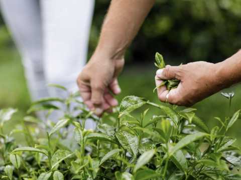 Rich pickings at tea field cottages