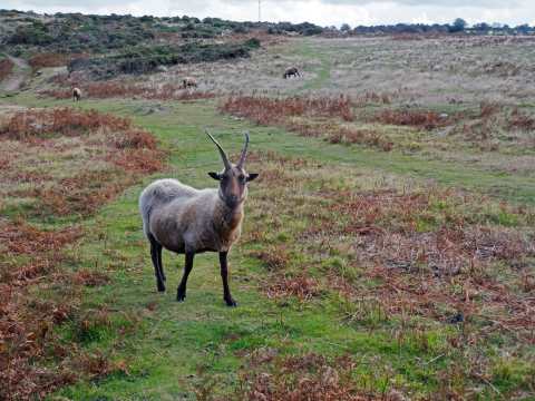 Channel Island Way - Jersey - Walkers' Britain
