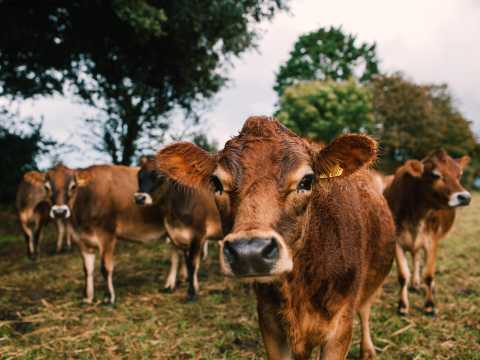 Jersey Cows
