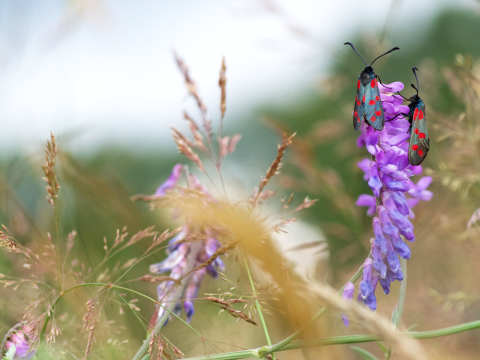 Burnet Moth u00a9 Josh Phangurha