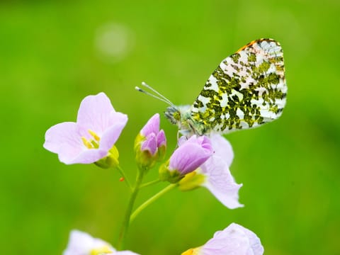 Orange-tip u00a9 Josh Phangurha