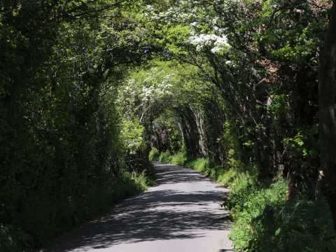 Jersey Countryside