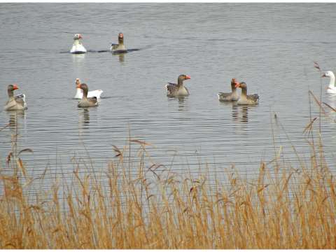 The National Trust for Jersey Wetland Centre