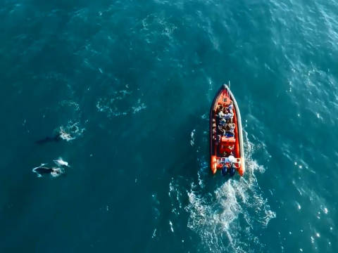 Island RIB Voyages
