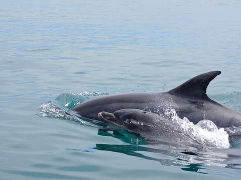 Dolphins Ecrehous