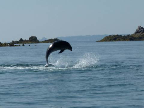 Island RIB Voyages