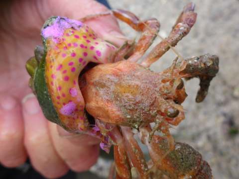 Tentacles of a Snakelock sea anemone