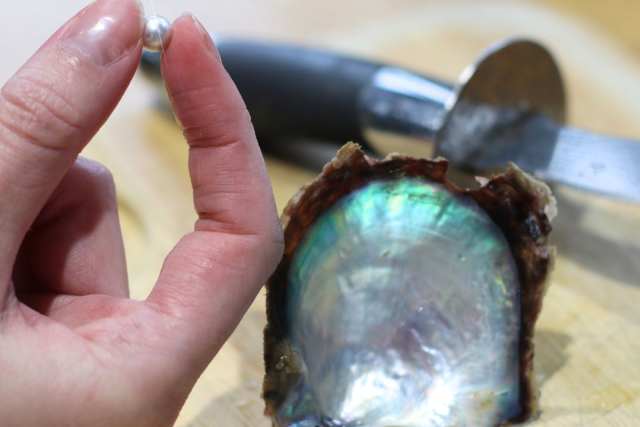 jersey pearl akoya pick a pearl