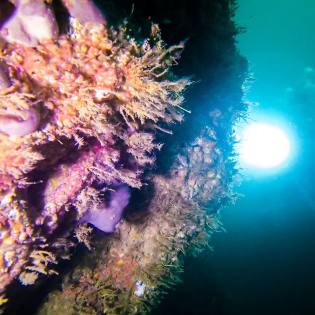 Diver shines a light on a reef wall