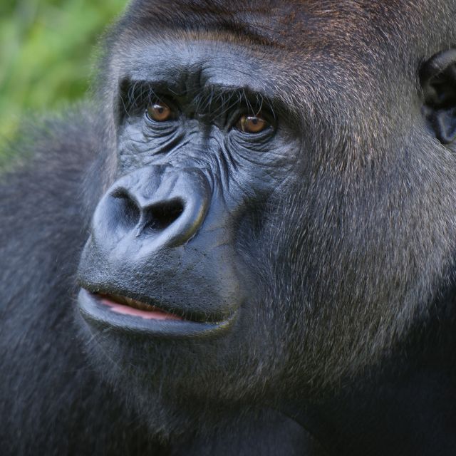 Silverback gorilla