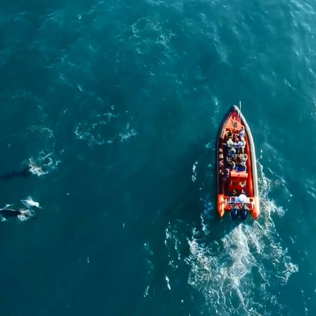 Island RIB Voyages
