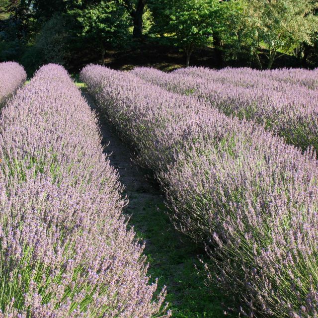 Lavender fields