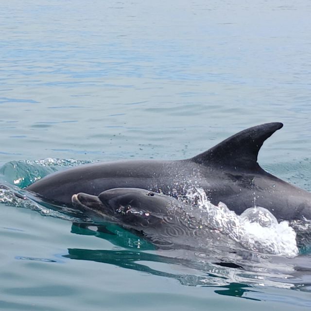 Dolphins Ecrehous - Island RIB Voyages Ecrehous Wildlife RIB Boat Trip