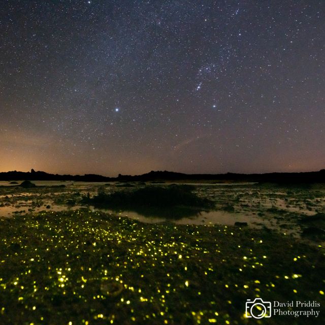 Bioluminescence in Jersey