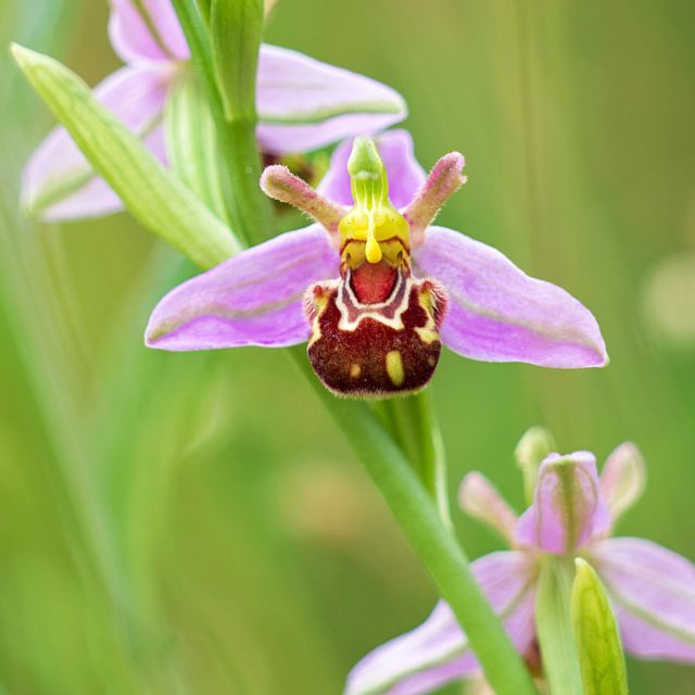 Bee Orchid u00a9 Josh Phangurha