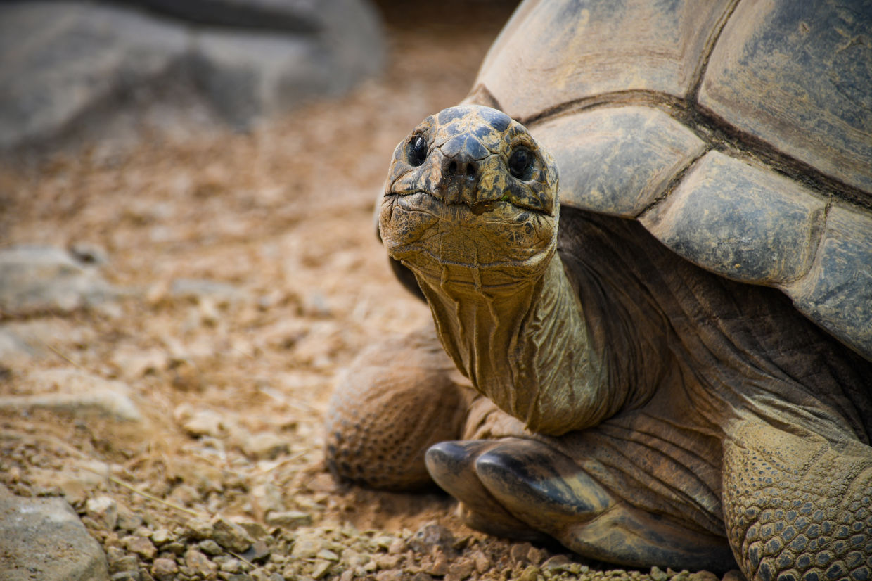 Twiggy the Aldabra tortoise at Jersey Zoo