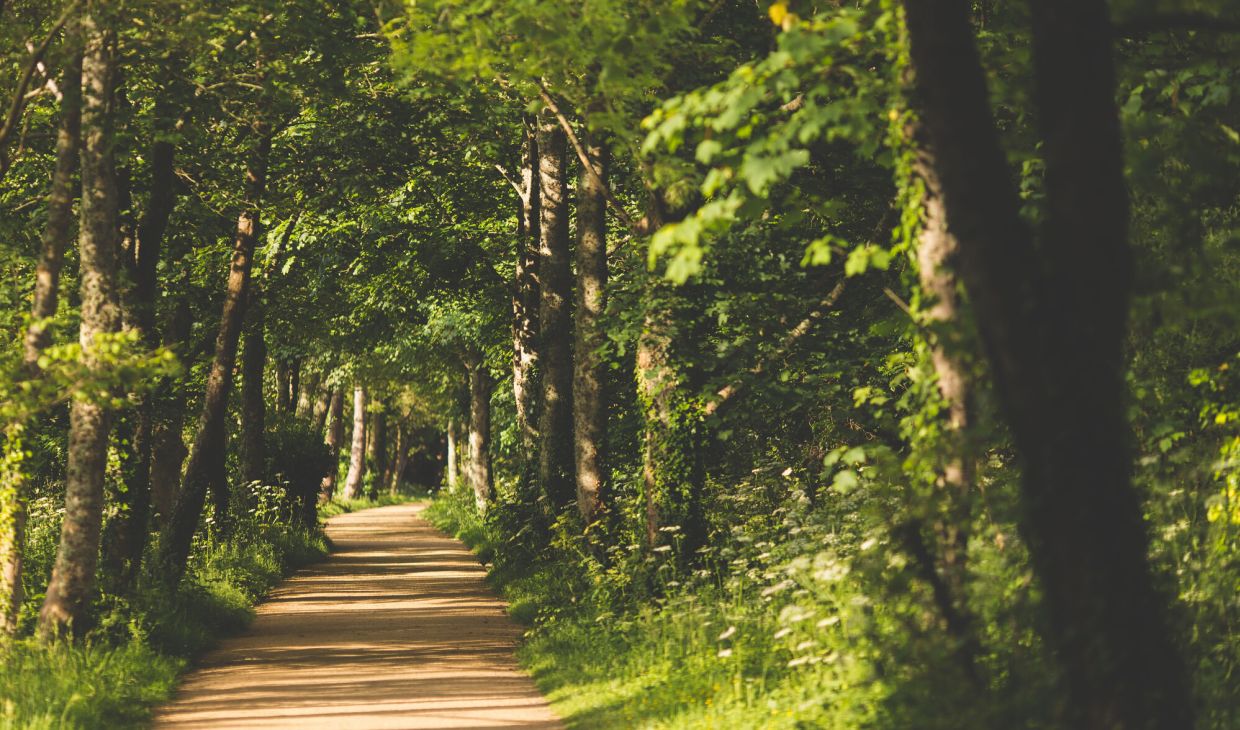 Green, country lanes