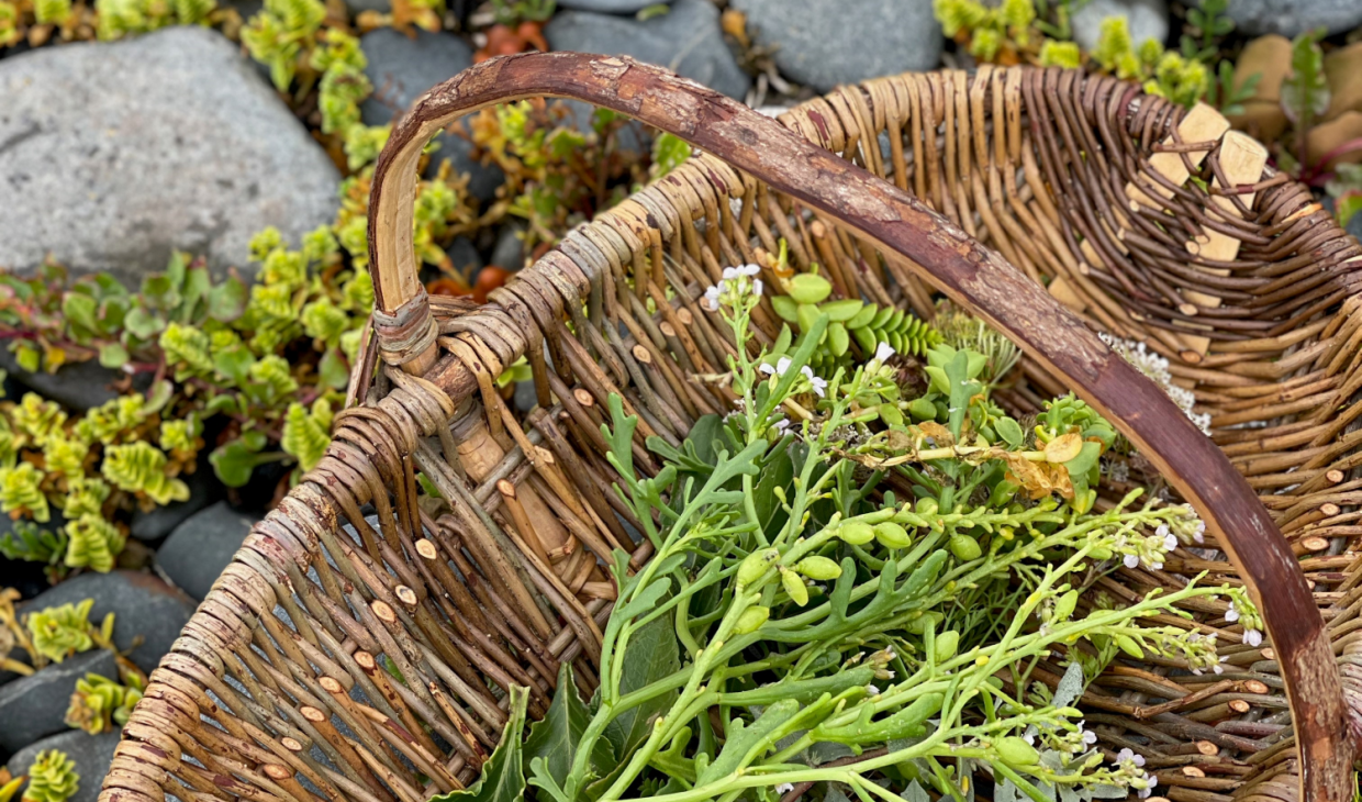 A wicker basket of various edible plants and herbs foraged in Jersey.
