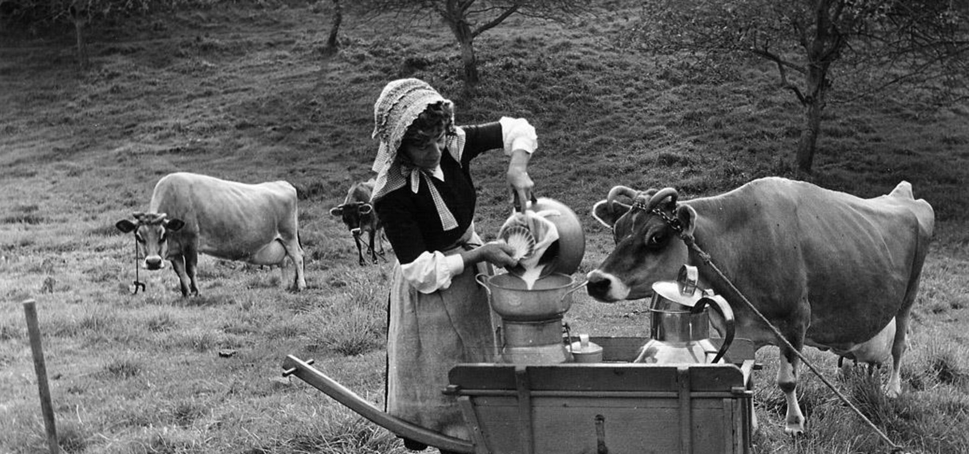 An archive image of a lady working in a field with dairy cows