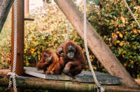 Singe au zoo de Jersey
