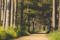 Railway walk gravel path surrounded by trees