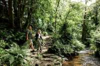 A couple walking through a woodland area