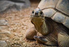 Twiggy the Aldabra tortoise at Jersey Zoo