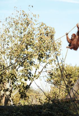 An orangutan swinging from a rope at Jersey Zoo