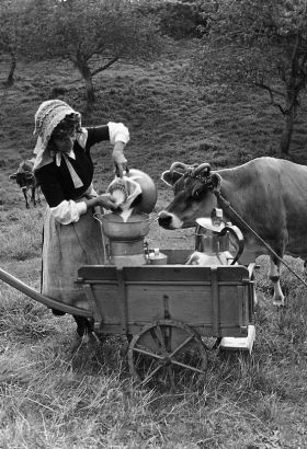 An archive image of a lady working in a field with dairy cows