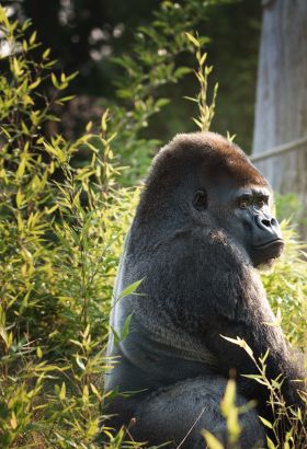 Western gorilla (Gorilla gorilla) amongst shrubs at trees at Jersey Zoo