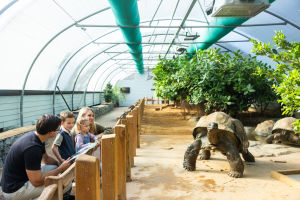 Family looking into an enclosure home to a giant tortoise at Jersey Zoo
