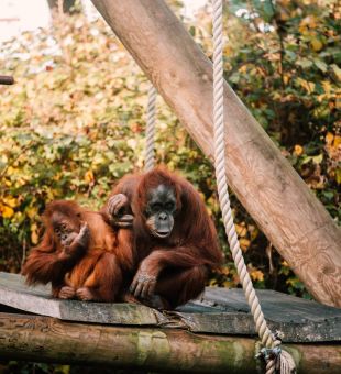 Orangutans at Jersey Zoo