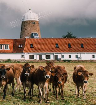 Cows at the windmill