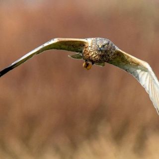 Bird gliding through air