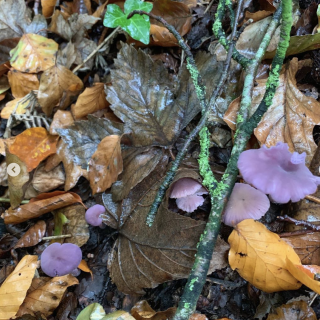 foraging in Autumn