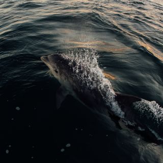 Dolphins swimming in the sea