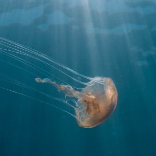 Blue Marine Foundation, Jersey