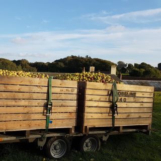A picture of a wooden wagon in a field full of cider apples with "La Robeline" written on the side.