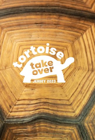 Tortoise shell with tortoise takeover logo