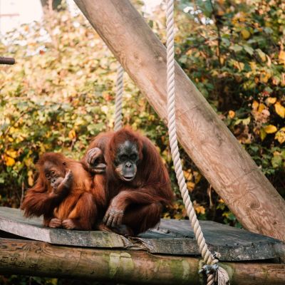 Orangutans sitting on a platform at Jersey Zoo