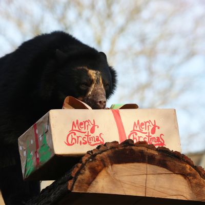 Christmas at Jersey Zoo_A bear opens his present